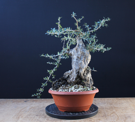 olive bonsai olea